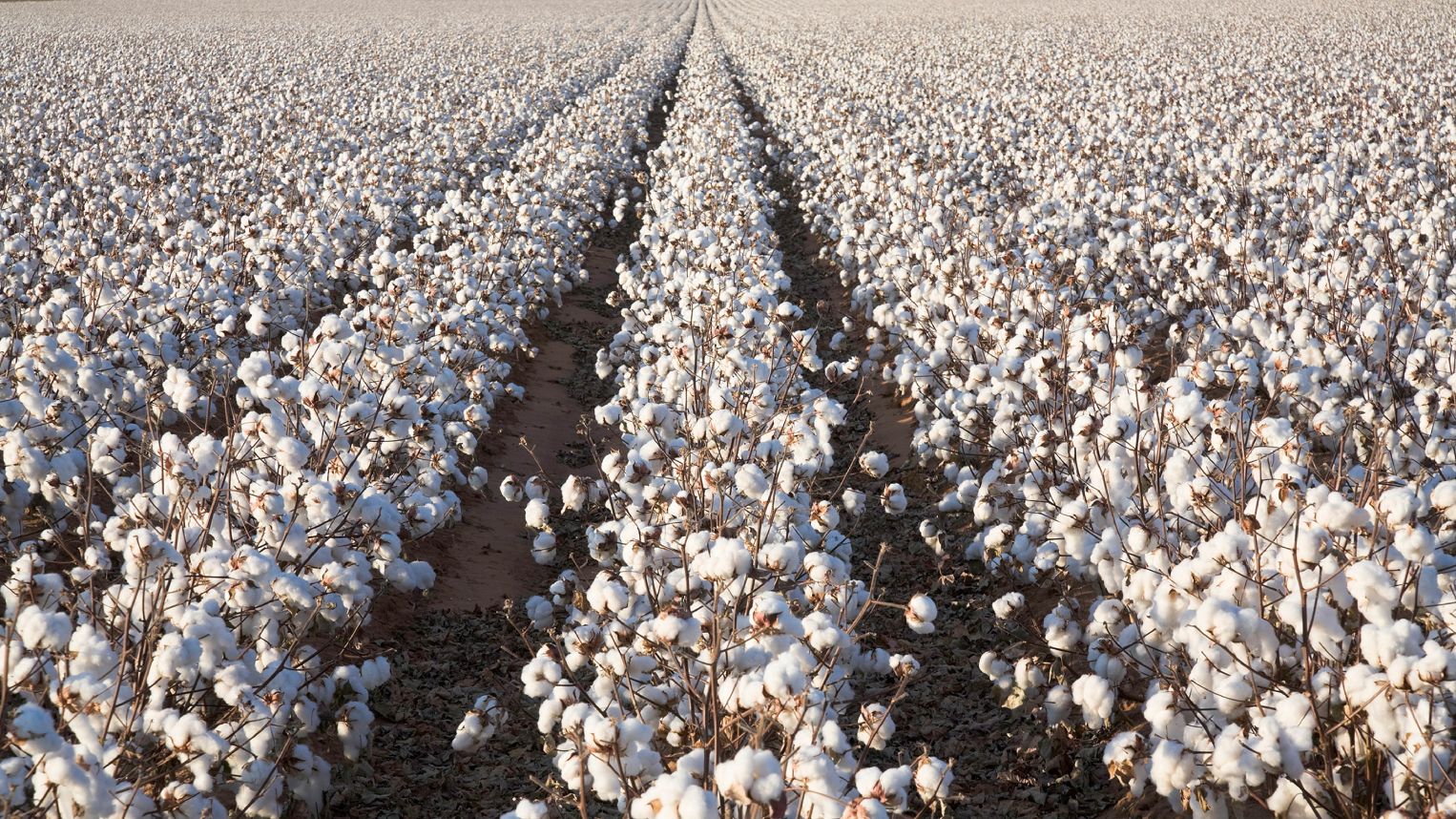 Better Cotton Initiative