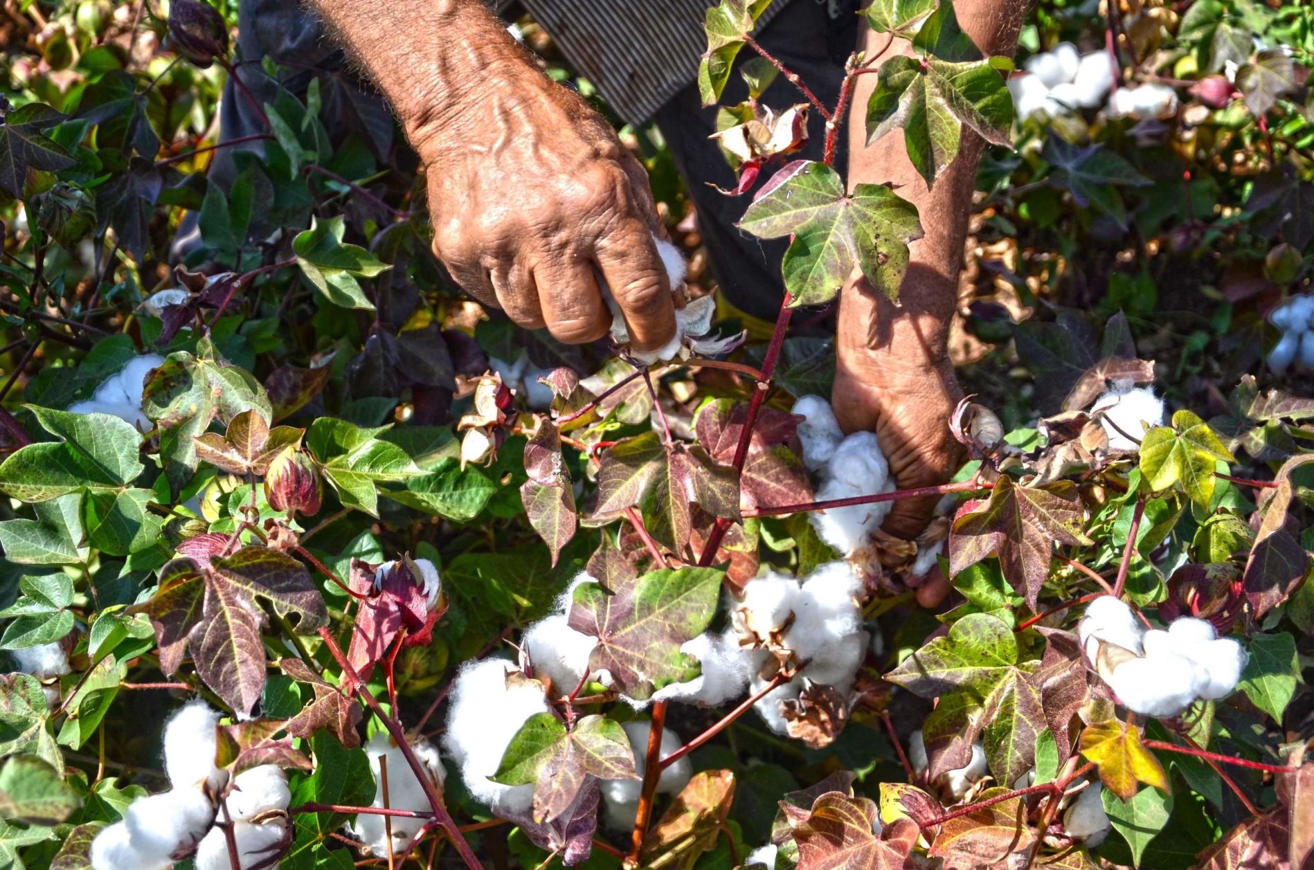 Improving Working Conditions for Farm-Workers in Şanlıurfa